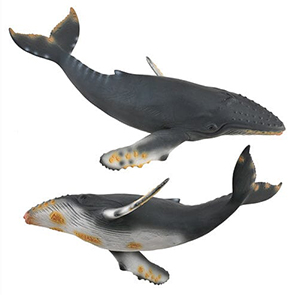 Corral Pal Humpback Whale