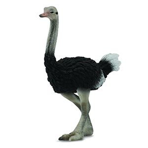 *corral Pal Ostrich