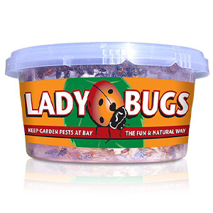 Ladybugs 500 Ct