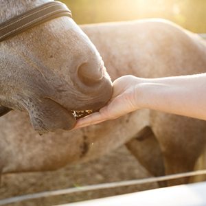 Horse &amp; Livestock Supplements