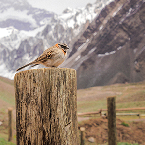Wood Posts &amp; Rails