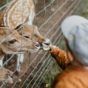 Fencing Rolls &amp; Panels