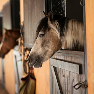 Barn Supplies &amp; Equipment