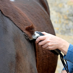 Clippers &amp; Blades