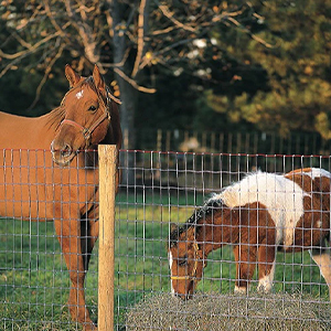 No Climb Horse Fencing