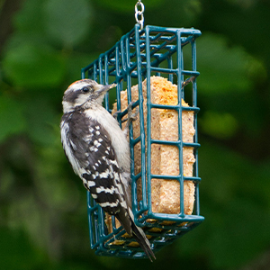 Wild Bird Suet