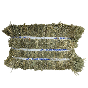 Hay Compressed Blue Mnt Teff 55#